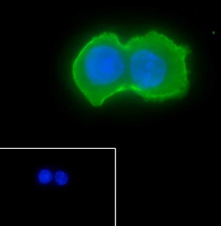 Recombinant Pan-Actin Monoclonal Antibody - small - 7