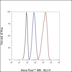 Recombinant p130 Cas Monoclonal Antibody - 2
