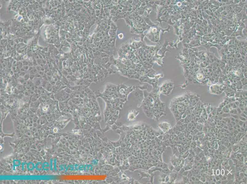 HePa1-6-GFP Cell Complete Medium - small - 4