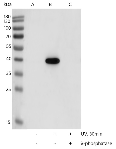 Recombinant Phospho-p38 MAPK (Thr180, Tyr182) Monoclonal Antibody - small - 4