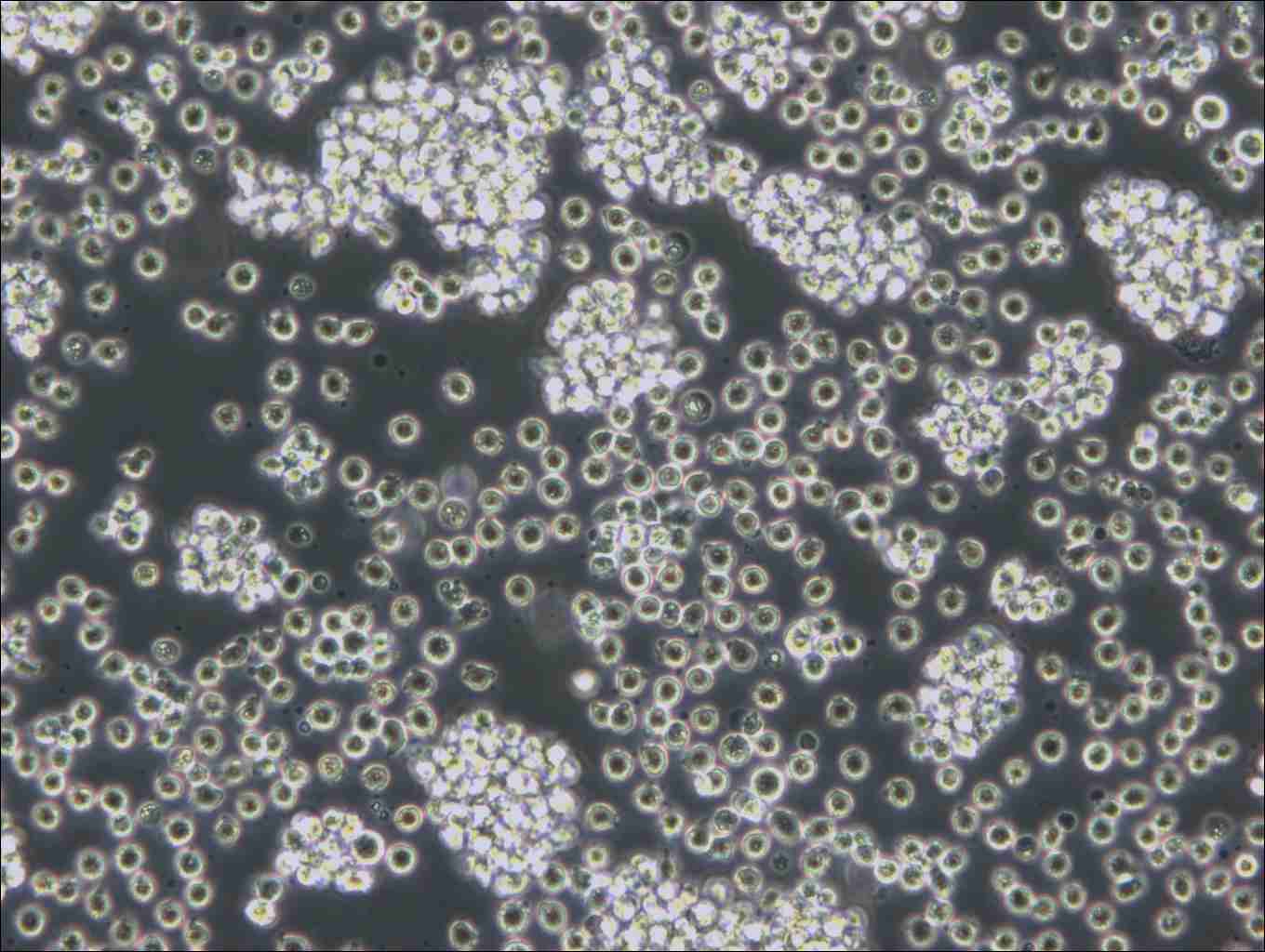 WSU-DLCL2 Cell Complete Medium - small - 6
