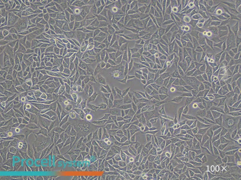 PC-3M Cell Complete Medium - 3