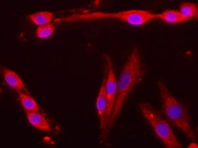 PE/Cyanine5 Rat IgG2b, κ Isotype Control[LTF-2]-产品推荐-2