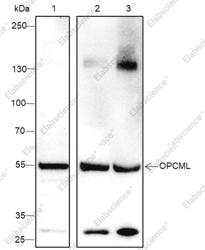 Recombinant OPCML Monoclonal Antibody - 1