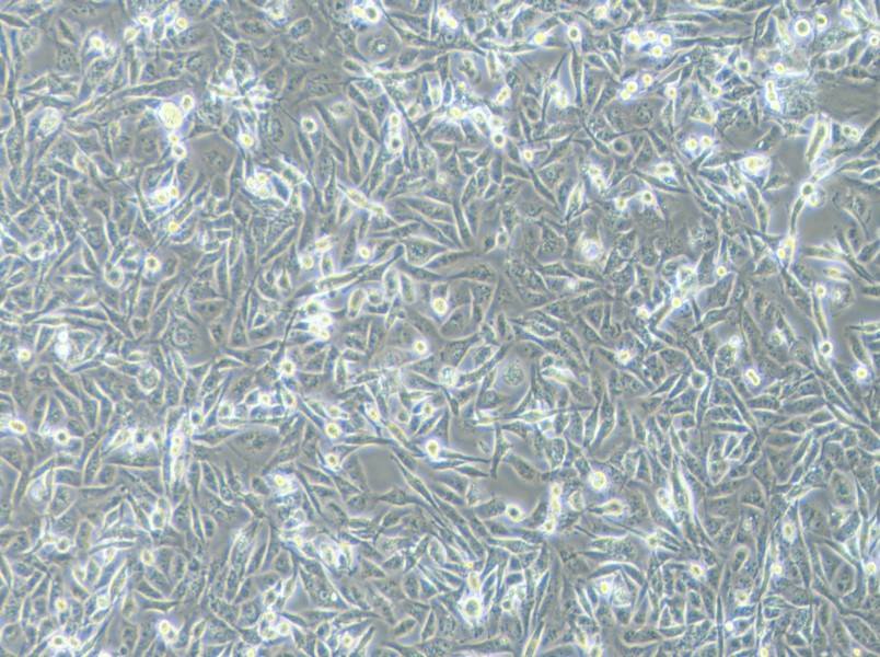 MDA-MB-231 (DMEM) Cell Complete Medium - 3