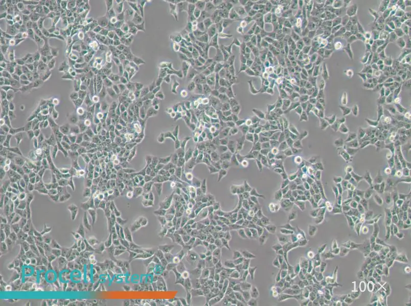 CAL 27 Cell Complete Medium - 1