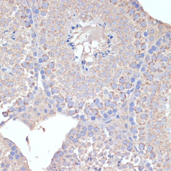 Immunohistochemistry of paraffin-embedded Mouse testis using COX5A Polyclonal Antibody at dilution of 1:100 (40x lens).
