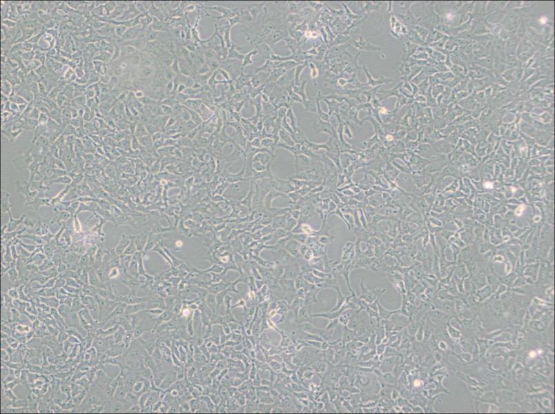 PA-1 Cell Complete MediumPA-1 Cell Complete Medium - 2