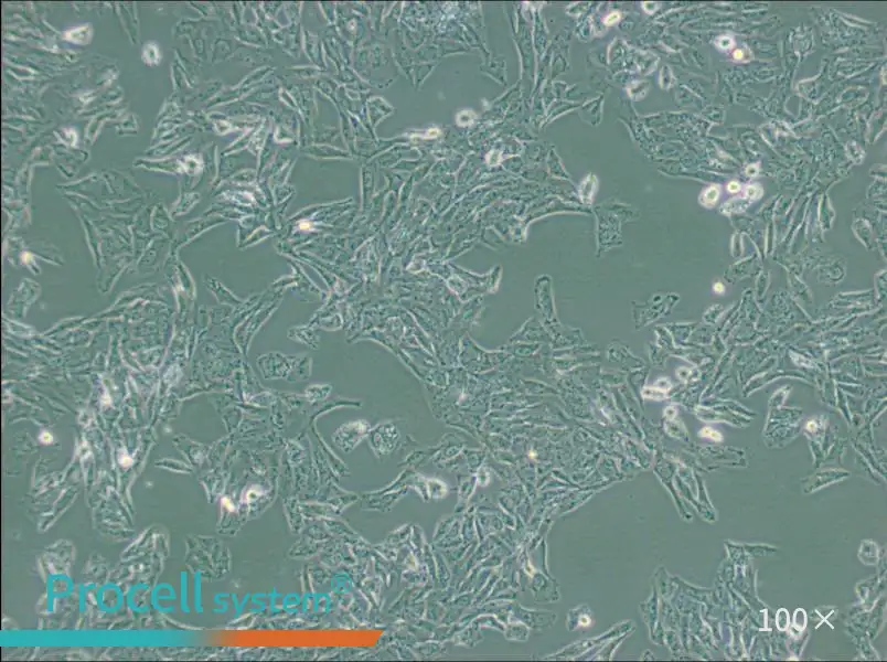 NCI-H647 Cell Complete MediumNCI-H647 Cell Complete Medium - 2