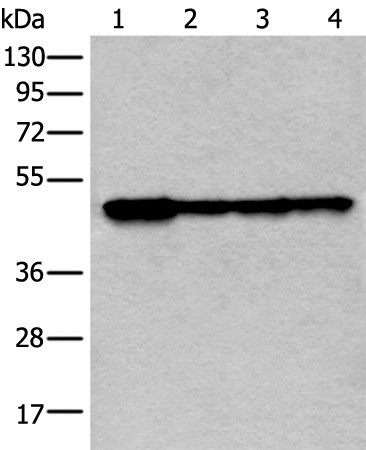 Western blot analysis of 293T and 231 cell lysates  using VRK1 Polyclonal Antibody at dilution of 1:400