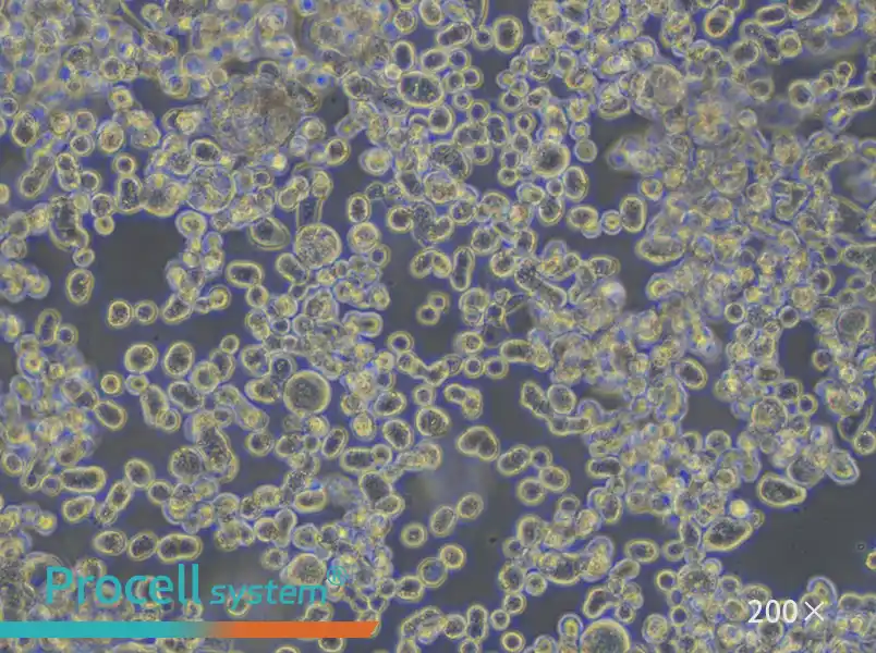 KATO III [KATO 3] Cell Complete Medium - small - 6