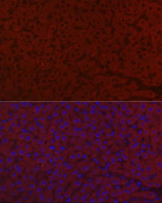 Immunofluorescence analysis of mouse liver cells using LRG1 Polyclonal antibody at dilution of 1:100 (40x lens). Blue: DAPI for nuclear staining.