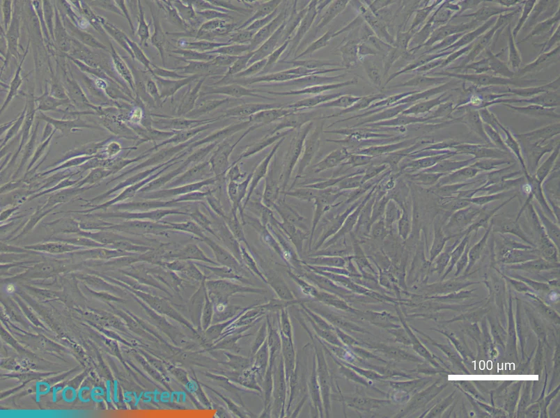 Human Dermal Fibroblast Complete MediumHuman Dermal Fibroblast Complete Medium - 2