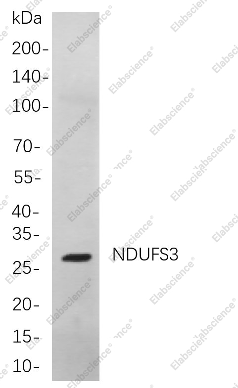 Recombinant NDUFS3 Monoclonal Antibody - 1