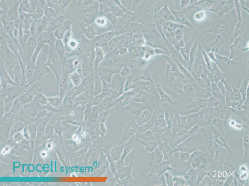 AC16 Cell Complete Medium - small - 4