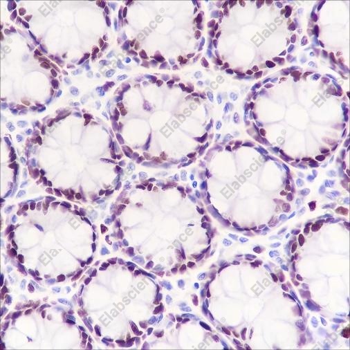 Recombinant MCM3 Monoclonal Antibody - 2