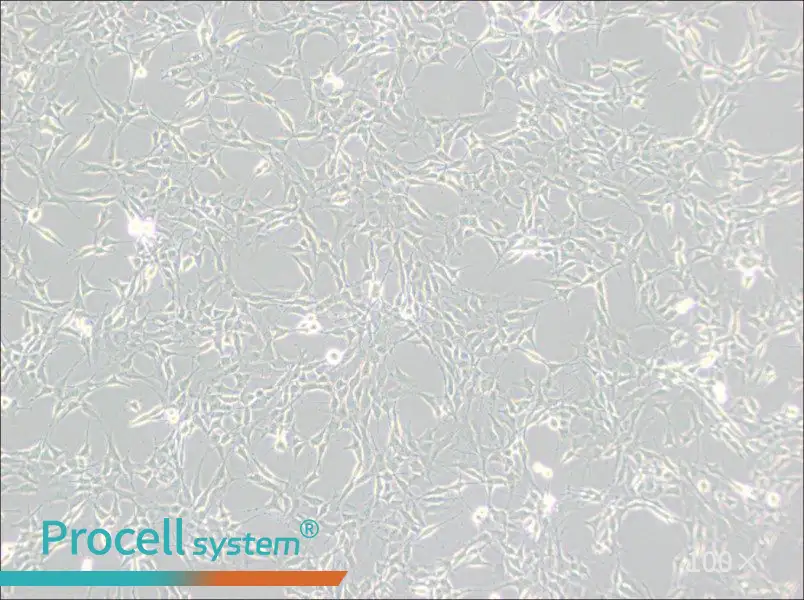 RG2[D74] Cell Complete Medium - 1