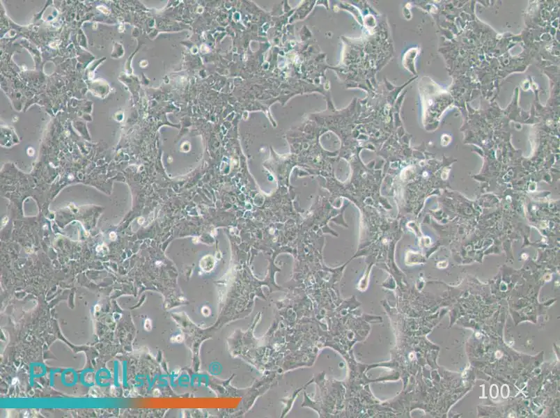 UPCI-SCC-090 Cell Complete Medium - 1