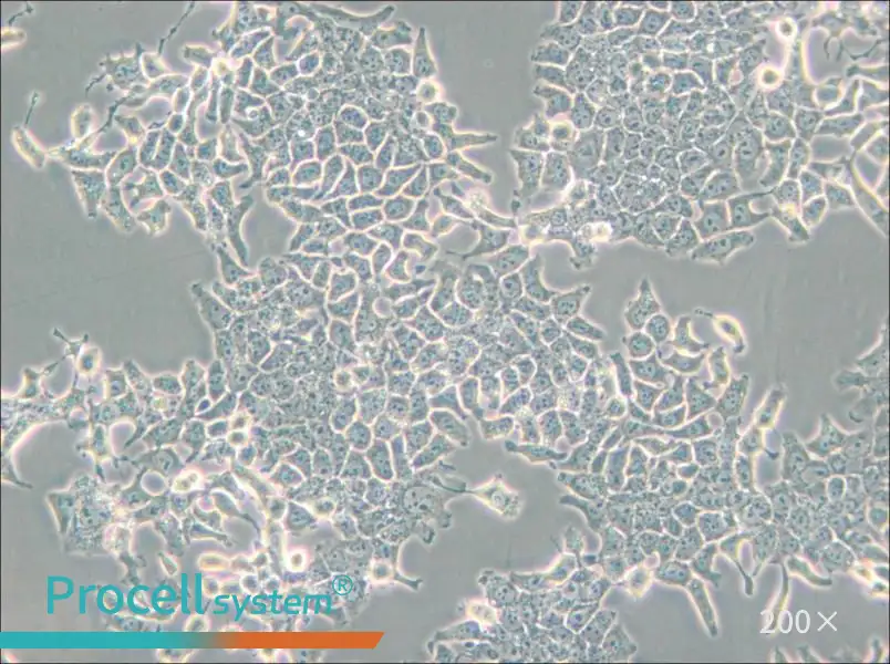 H-4-II-E [H4-II-E] Cell Complete Medium - 4