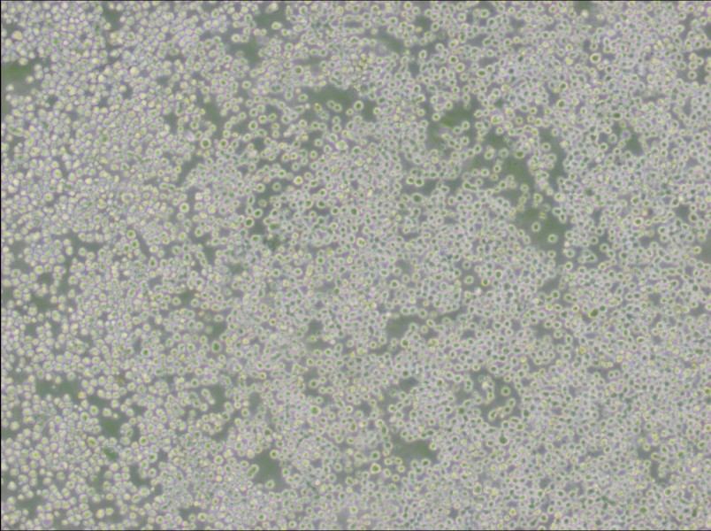 OKT 3 Cell Complete Medium - 3