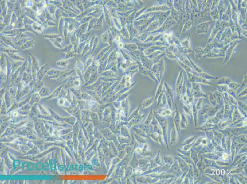 HGC-27 Cell Complete Medium - small - 5