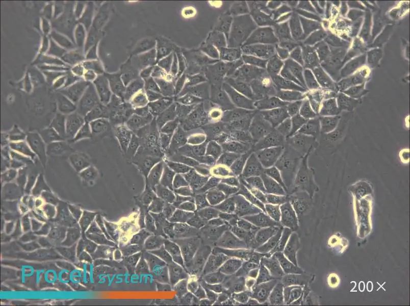 CMT93 Cell Complete Medium - 5
