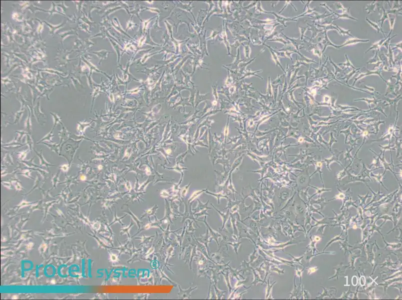 B16-F0 Cell Complete Medium - 1