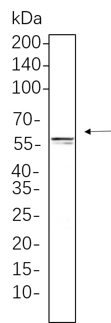 Recombinant E2F-1 Monoclonal Antibody-searchlist-1