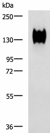 Western blot analysis of A549 cell lysate  using CEACAM1 Polyclonal Antibody at dilution of 1:500