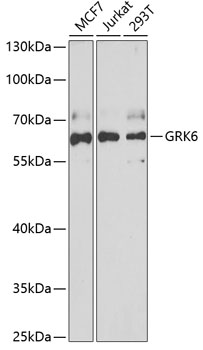 Western blot analysis of extracts of various cell lines using GRK6 Polyclonal Antibody at 1:1000 dilution.