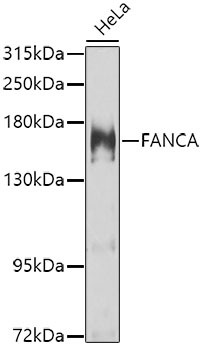 Western blot analysis of extracts of HeLa cells using FANCA Polyclonal Antibody at 1:1000 dilution.