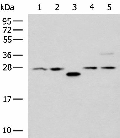 Western blot analysis of 293T cell lysates  using PSMA6 Polyclonal Antibody at dilution of 1:1000