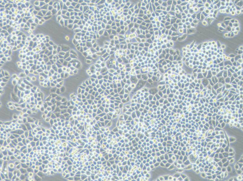 PC-9-DDP Cell Complete Medium-searchlist-1