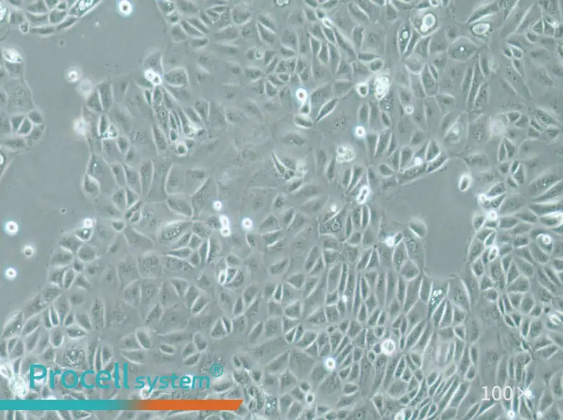 Panc 05.04 Cell Complete MediumPanc 05.04 Cell Complete Medium - 3