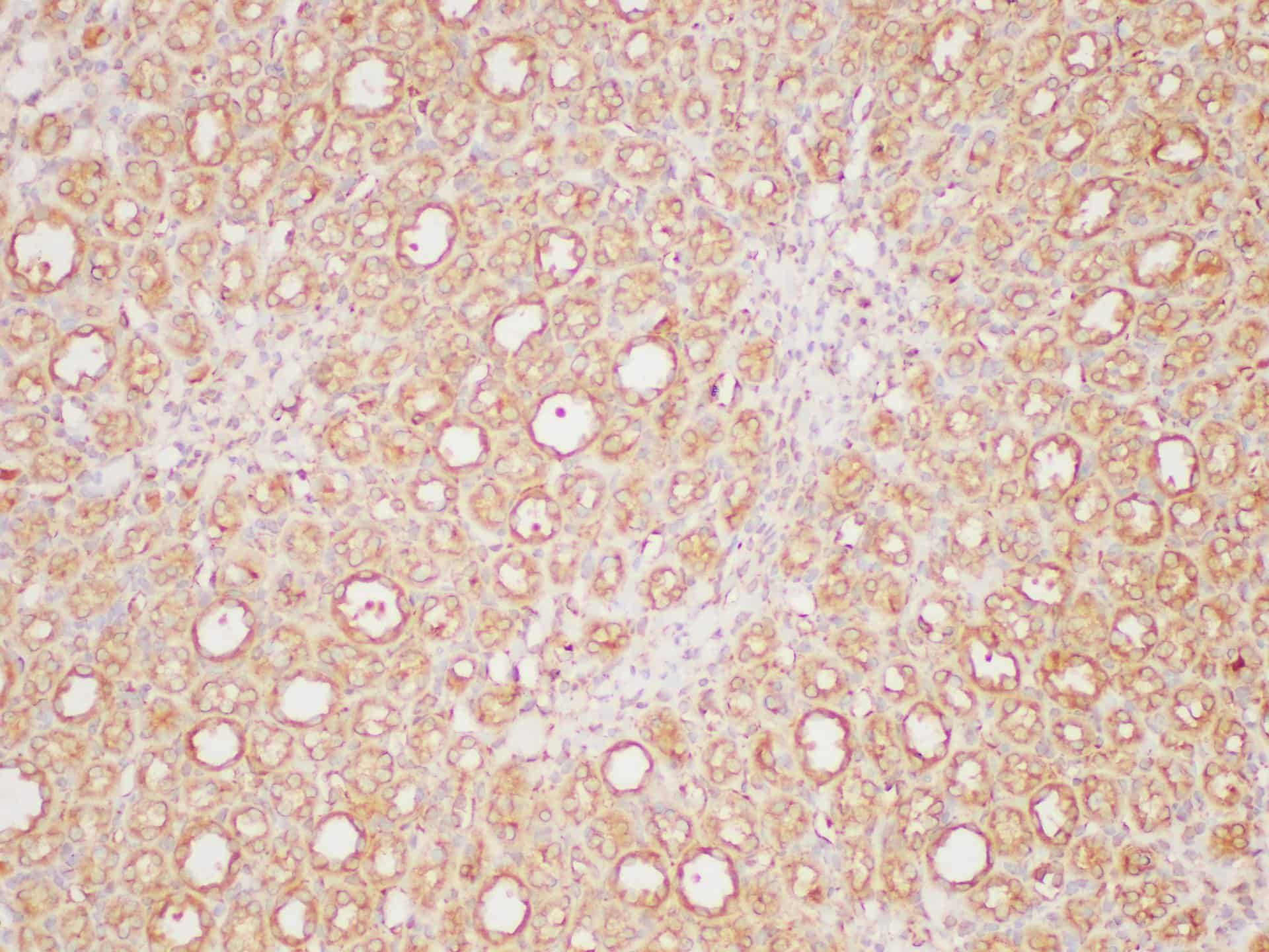 Immunohistochemistry of paraffin-embedded Rat kidney using PAIP1 Polycloanl Antibody at dilution of 1:200.