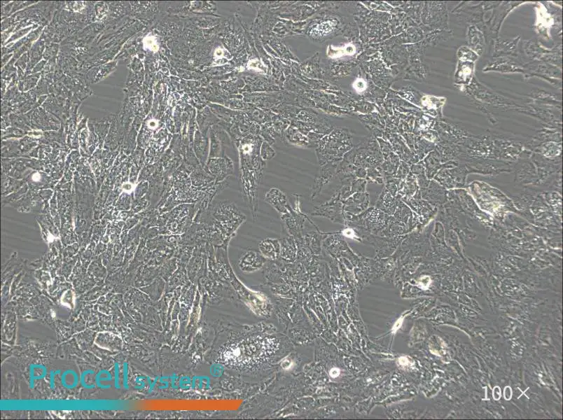 UM-Chor1 Cell Complete MediumUM-Chor1 Cell Complete Medium - 3