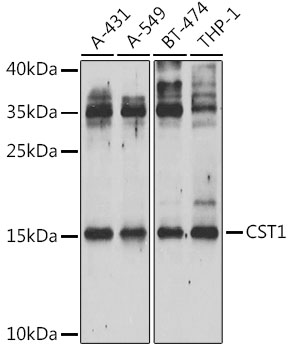 Western blot analysis of extracts of various cell lines using CST1 Polyclonal Antibody at 1:1000 dilution.