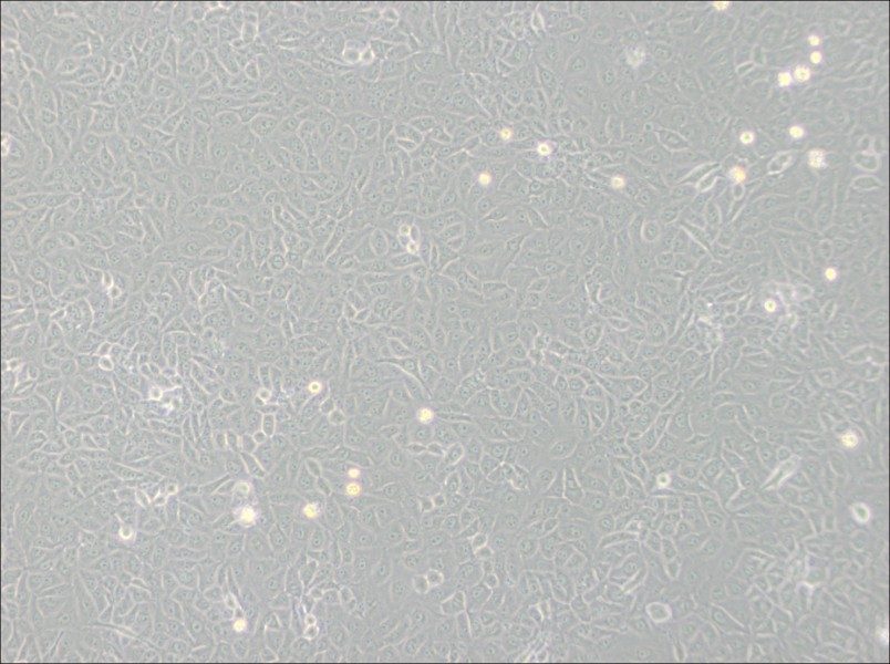 Mahlavu Cell Complete MediumMahlavu Cell Complete Medium - 2