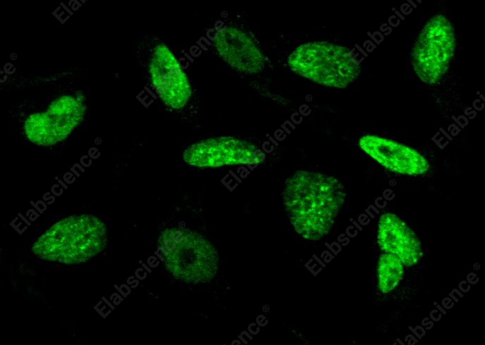 Histone H3 Monoclonal Antibody - 1