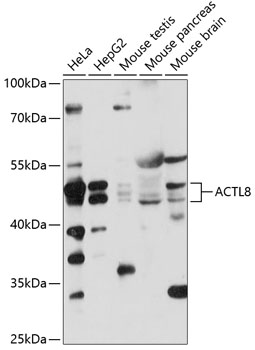 Western blot analysis of extracts of various cell lines using ACTL8 Polyclonal Antibody at 1:1000 dilution.