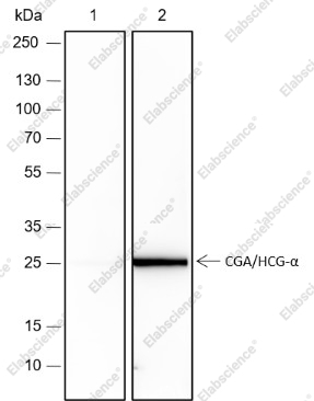 Recombinant CGA/hCG alpha Monoclonal Antibody - 1