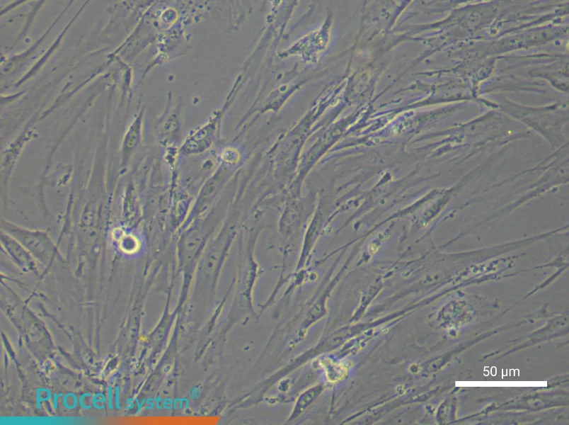 Mouse Adipose-Derived Stem Cell Complete Medium - 5