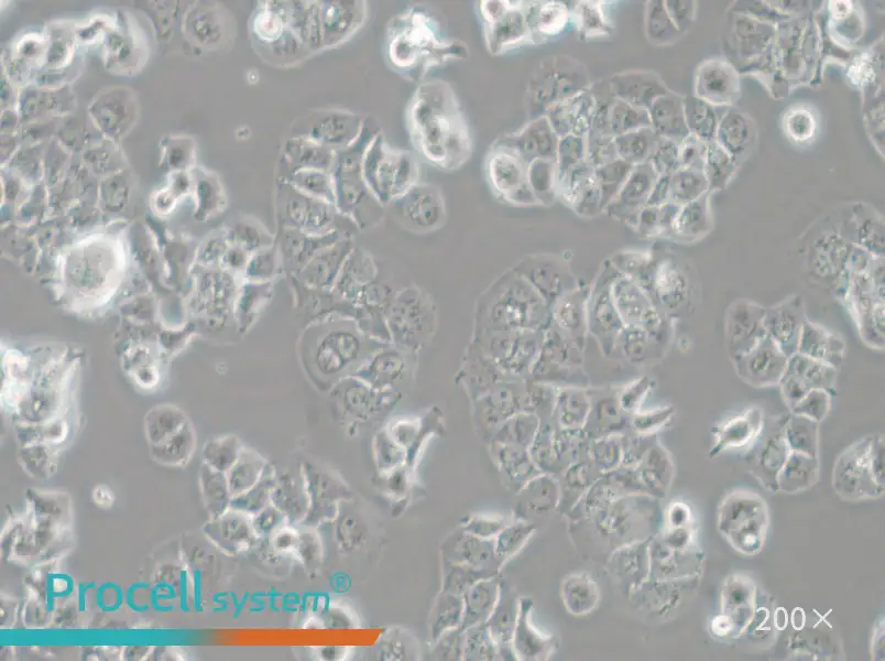 HCC1428 Cell Complete Medium - 6