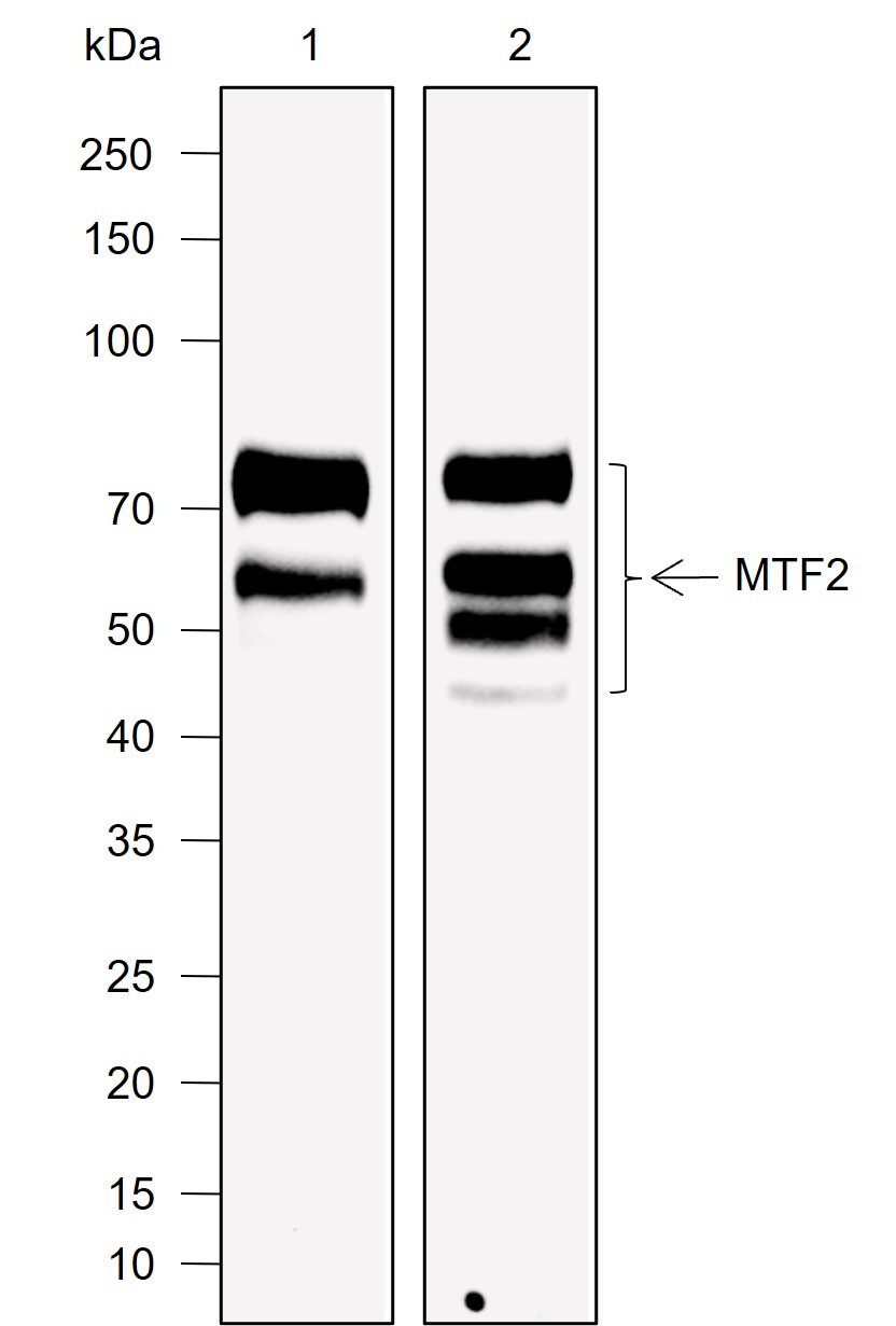 Recombinant MTF2 Monoclonal Antibody-searchlist-1