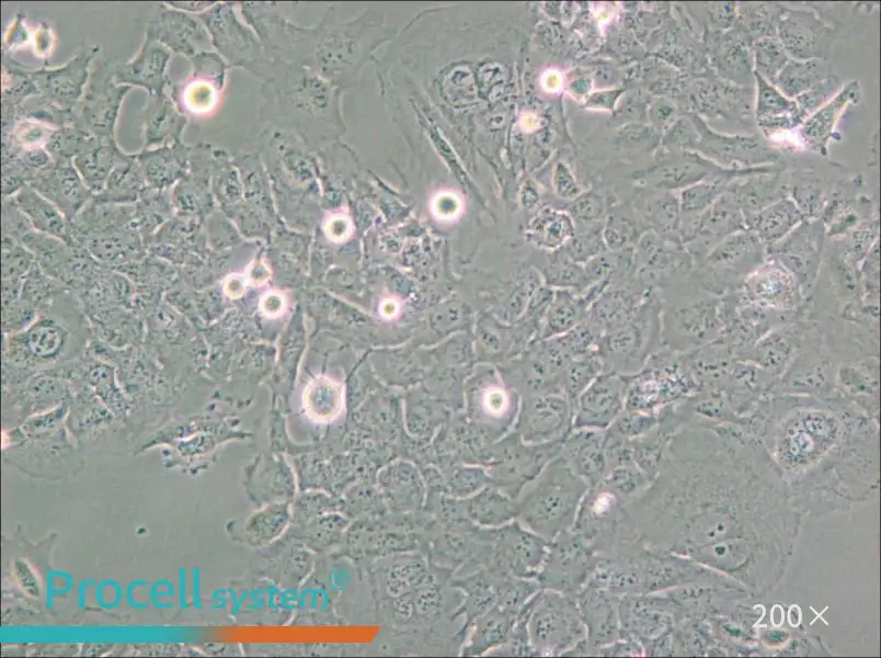 HMC3 Cell Complete Medium - small - 4