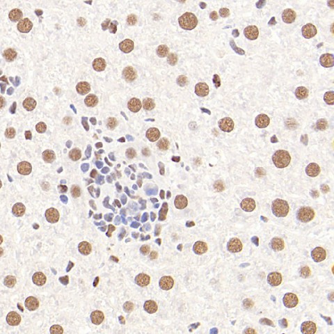 Immunohistochemistry analysis of paraffin-embedded mouse liver  using Glucocorticoid Receptor Polyclonal Antibody at dilution of 1:1000.