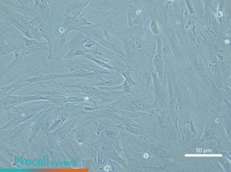 Rat Testicular Leydig Cells - 4
