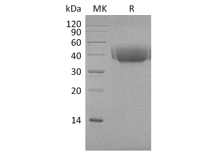 Recombinant Cynomolgus B7-1/CD80 Protein (His Tag)