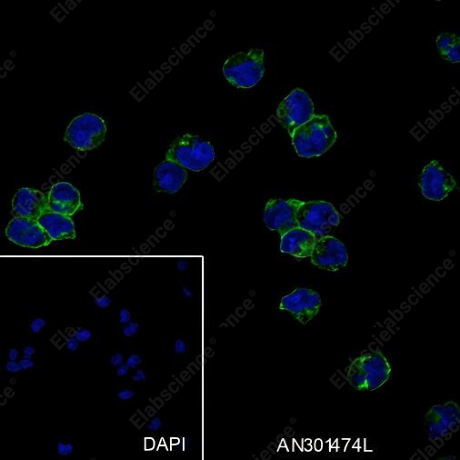 Recombinant CD32B Monoclonal Antibody - 4