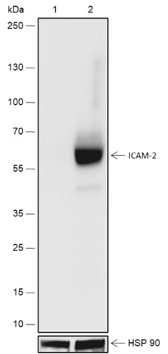 Recombinant ICAM-2 Monoclonal Antibody - small - 2